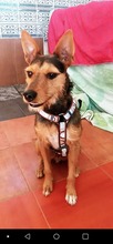 BLASCO, Hund, Deutscher Schäferhund in Spanien - Bild 5