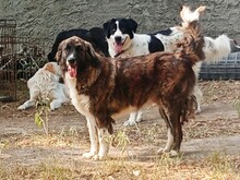 BOO, Hund, Herdenschutzhund-Mix in Griechenland - Bild 1