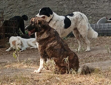 BOO, Hund, Herdenschutzhund-Mix in Griechenland - Bild 3