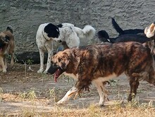 BOO, Hund, Herdenschutzhund-Mix in Griechenland - Bild 5