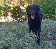 MEA, Hund, Herdenschutzhund-Mix in Griechenland - Bild 1