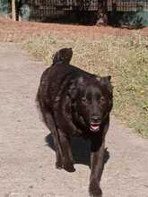 MEA, Hund, Herdenschutzhund-Mix in Griechenland - Bild 3