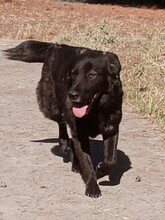 MEA, Hund, Herdenschutzhund-Mix in Griechenland - Bild 4