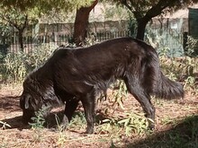 MEA, Hund, Herdenschutzhund-Mix in Griechenland - Bild 5