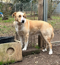 BIONDINA, Hund, Mischlingshund in Italien - Bild 1