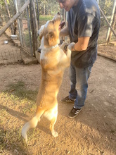 BIONDINA, Hund, Mischlingshund in Italien - Bild 2