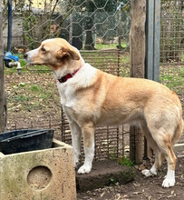 BIONDINA, Hund, Mischlingshund in Italien - Bild 4