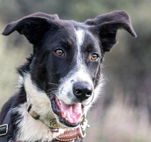 BONNIE, Hund, Mischlingshund in Portugal - Bild 1