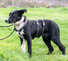 BONNIE, Hund, Mischlingshund in Portugal - Bild 6