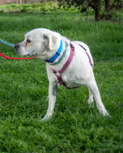 ARGUS, Hund, Mischlingshund in Ihringen - Bild 7