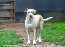 ALBA, Hund, Mischlingshund in Hanau-Großauheim - Bild 1