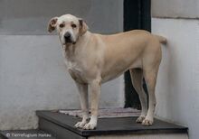 ALBA, Hund, Mischlingshund in Hanau-Großauheim - Bild 3