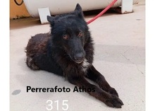 ATHOS, Hund, Groenendael-Mix in Spanien - Bild 1