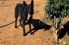 ATHOS, Hund, Groenendael-Mix in Spanien - Bild 10