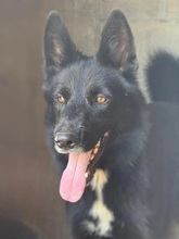 ATHOS, Hund, Groenendael-Mix in Spanien - Bild 2