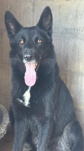 ATHOS, Hund, Groenendael-Mix in Spanien - Bild 6