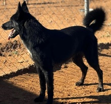 ATHOS, Hund, Groenendael-Mix in Spanien - Bild 7