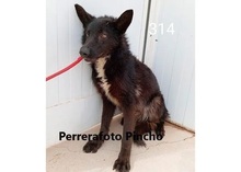 PINCHO, Hund, Groenendael-Mix in Spanien - Bild 1