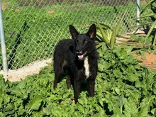 PINCHO, Hund, Groenendael-Mix in Spanien - Bild 2