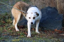 FIONA, Hund, Mischlingshund in Lohra-Reimershausen - Bild 1