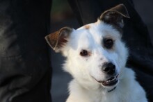 FIONA, Hund, Mischlingshund in Lohra-Reimershausen - Bild 2