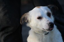 FIONA, Hund, Mischlingshund in Lohra-Reimershausen - Bild 3