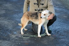 FIONA, Hund, Mischlingshund in Lohra-Reimershausen - Bild 4