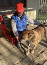 JÜRGEN, Hund, Mischlingshund in Ungarn - Bild 11