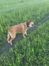 JÜRGEN, Hund, Mischlingshund in Ungarn - Bild 2