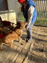 JÜRGEN, Hund, Mischlingshund in Ungarn - Bild 6