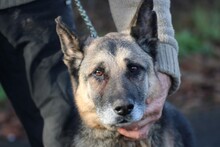 OJADE, Hund, Deutscher Schäferhund in Lohra-Reimershausen - Bild 1