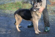 OJADE, Hund, Deutscher Schäferhund in Lohra-Reimershausen - Bild 2