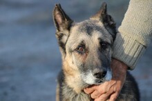 OJADE, Hund, Deutscher Schäferhund in Lohra-Reimershausen - Bild 3