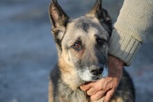 OJADE, Hund, Deutscher Schäferhund in Lohra-Reimershausen - Bild 4