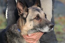 OJADE, Hund, Deutscher Schäferhund in Lohra-Reimershausen - Bild 5