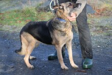 OJADE, Hund, Deutscher Schäferhund in Lohra-Reimershausen - Bild 6