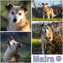 MAIRA, Hund, Mischlingshund in Sprockhövel - Bild 1