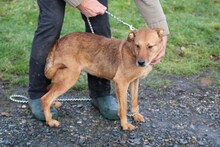 SANJAN, Hund, Mischlingshund in Lohra-Reimershausen - Bild 2