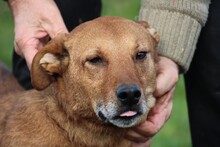 SANJAN, Hund, Mischlingshund in Lohra-Reimershausen - Bild 3