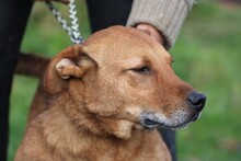 SANJAN, Hund, Mischlingshund in Lohra-Reimershausen - Bild 4