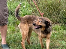 CUNO, Hund, Mischlingshund in Lohra-Reimershausen - Bild 2