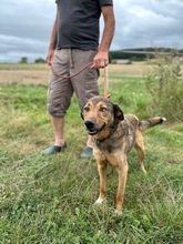 CUNO, Hund, Mischlingshund in Lohra-Reimershausen - Bild 3