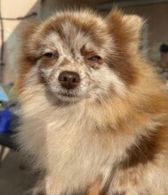 RUSA, Hund, Pomeranian in Spanien - Bild 1