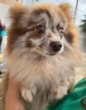 RUSA, Hund, Pomeranian in Spanien - Bild 2