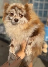 RUSA, Hund, Pomeranian in Spanien - Bild 4