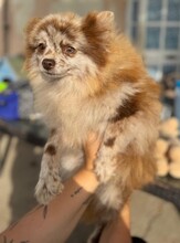 RUSA, Hund, Pomeranian in Spanien - Bild 5