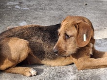 TOFFEE, Hund, Mischlingshund in Bulgarien - Bild 4