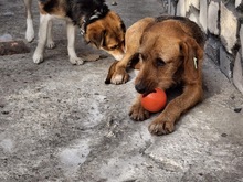 TOFFEE, Hund, Mischlingshund in Bulgarien - Bild 5