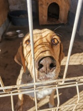 LALA, Hund, Mischlingshund in Bonn - Bild 11