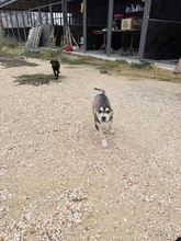 SLY, Hund, Mischlingshund in Bulgarien - Bild 4